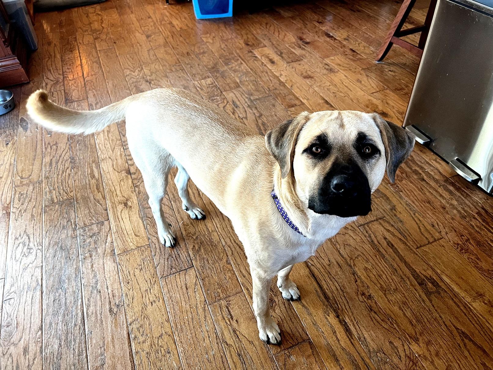 Enlarge Cleo, a Adoptable Mixed Breed in San Jose, CA image 1/6