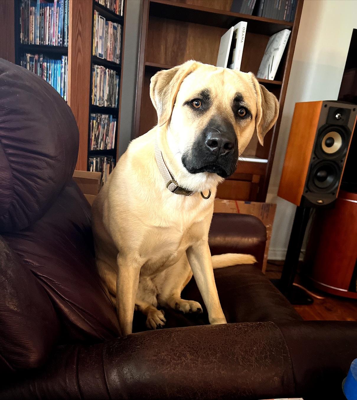 Enlarge Cleo, a Adoptable Mixed Breed in San Jose, CA image 3/6