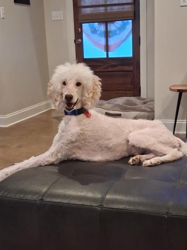 Enlarge Bow Diddley, a ADOPTABLE Poodle in Gonzales, LA image 1/1