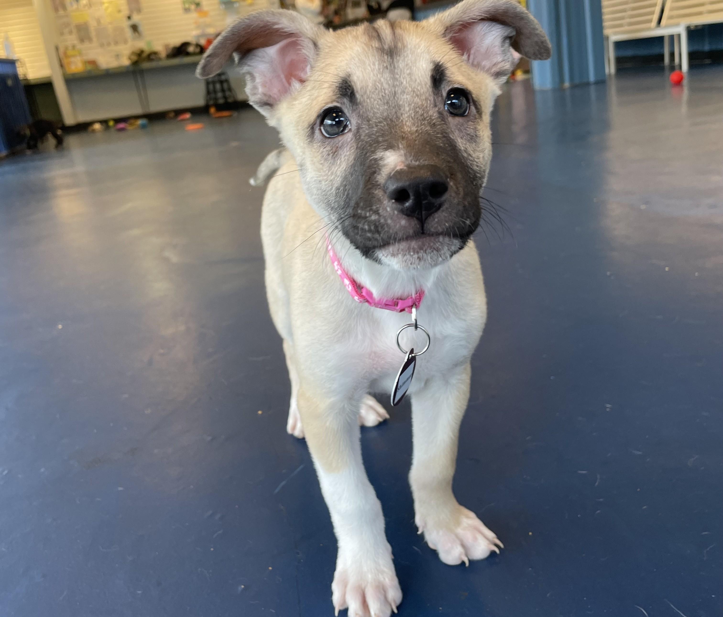 Enlarge Shimmer, a ADOPTABLE mixed breed in Seattle, WA image 1/4