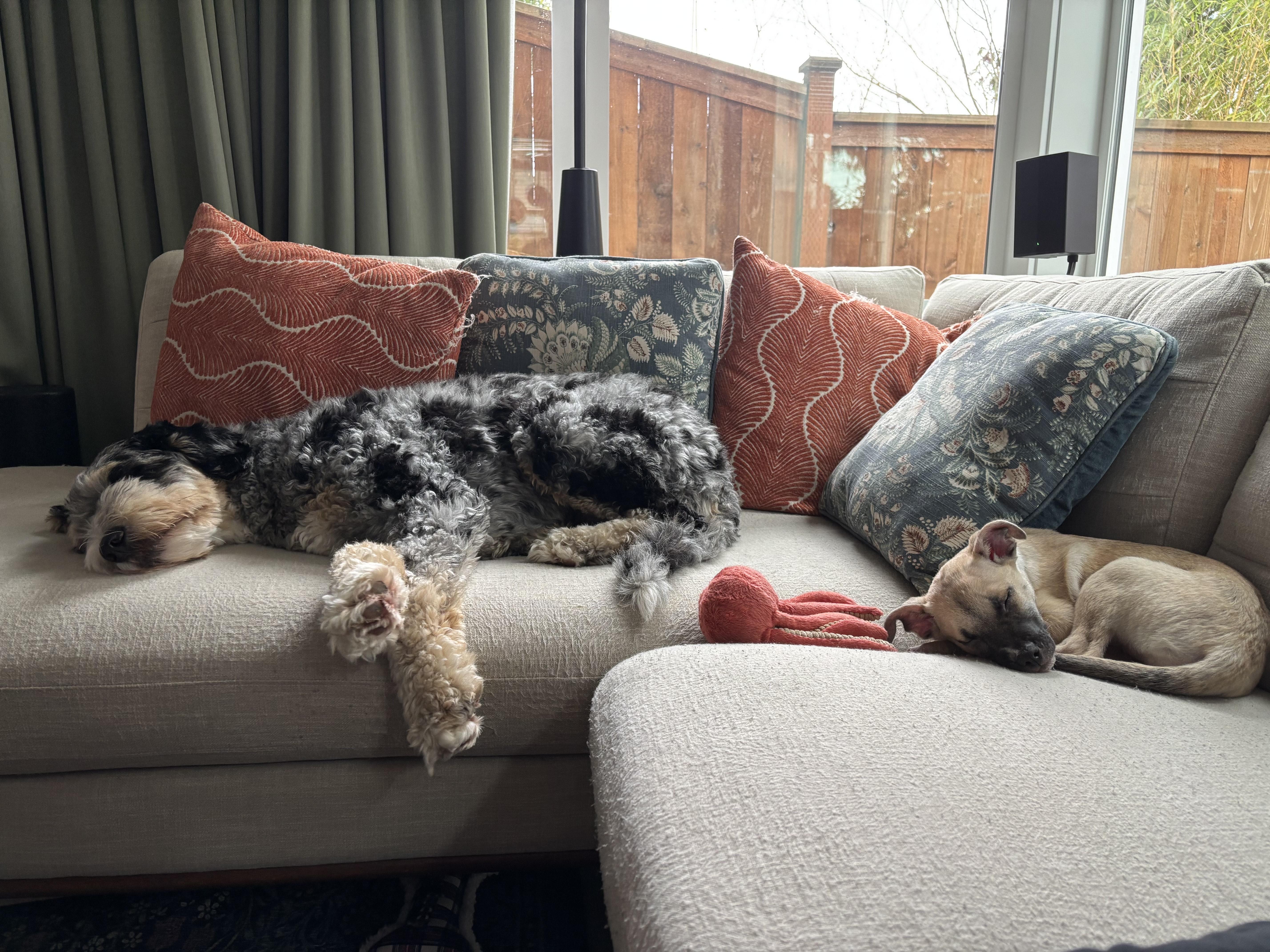 Enlarge Shimmer, a ADOPTABLE mixed breed in Seattle, WA image 3/4