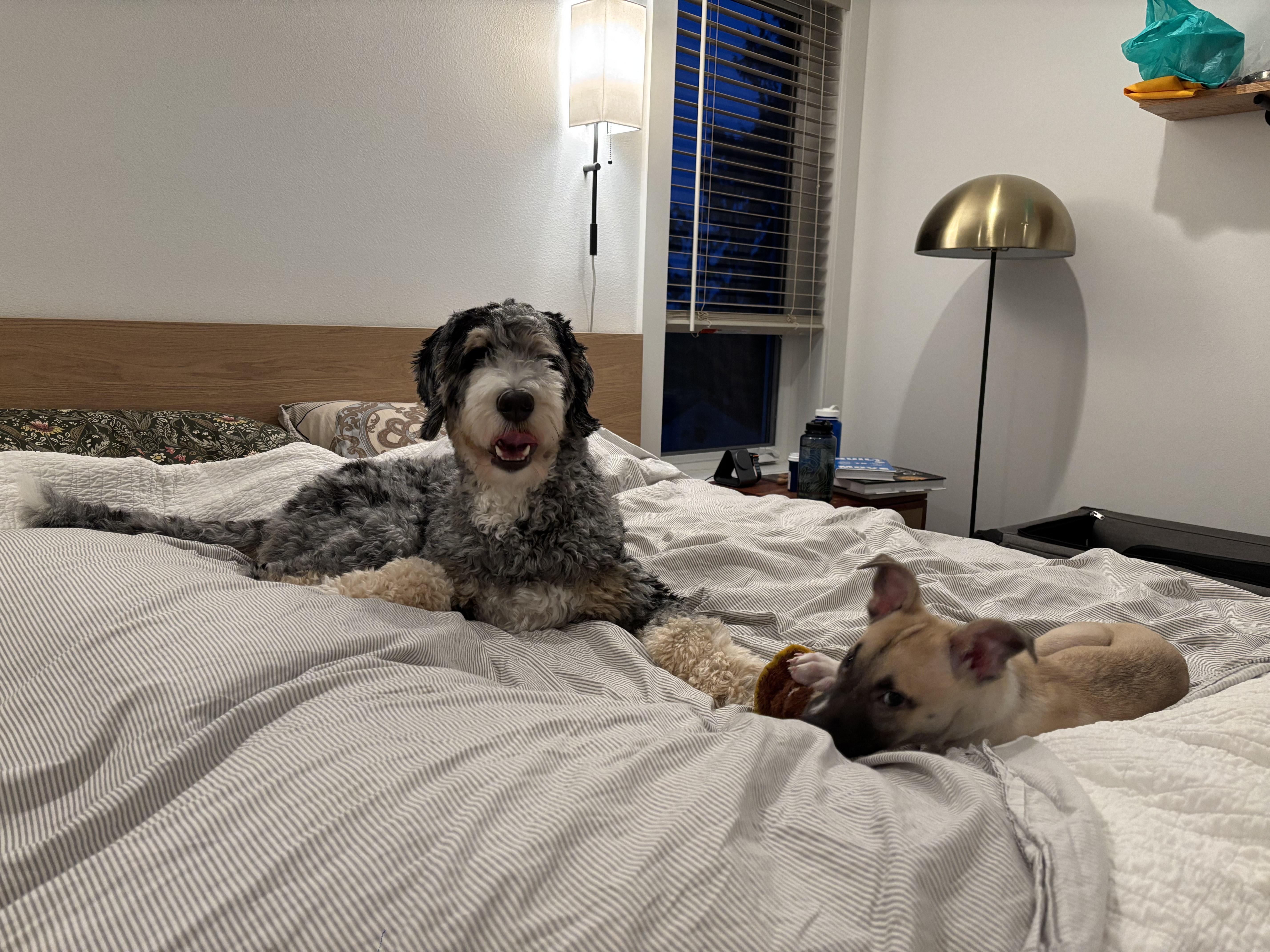 Enlarge Shimmer, a ADOPTABLE mixed breed in Seattle, WA image 2/4