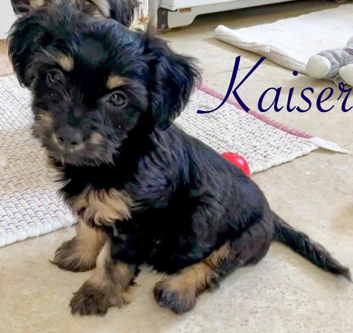 Kaiser, Adopted, Puppy Male Schnauzer & Chihuahua.
