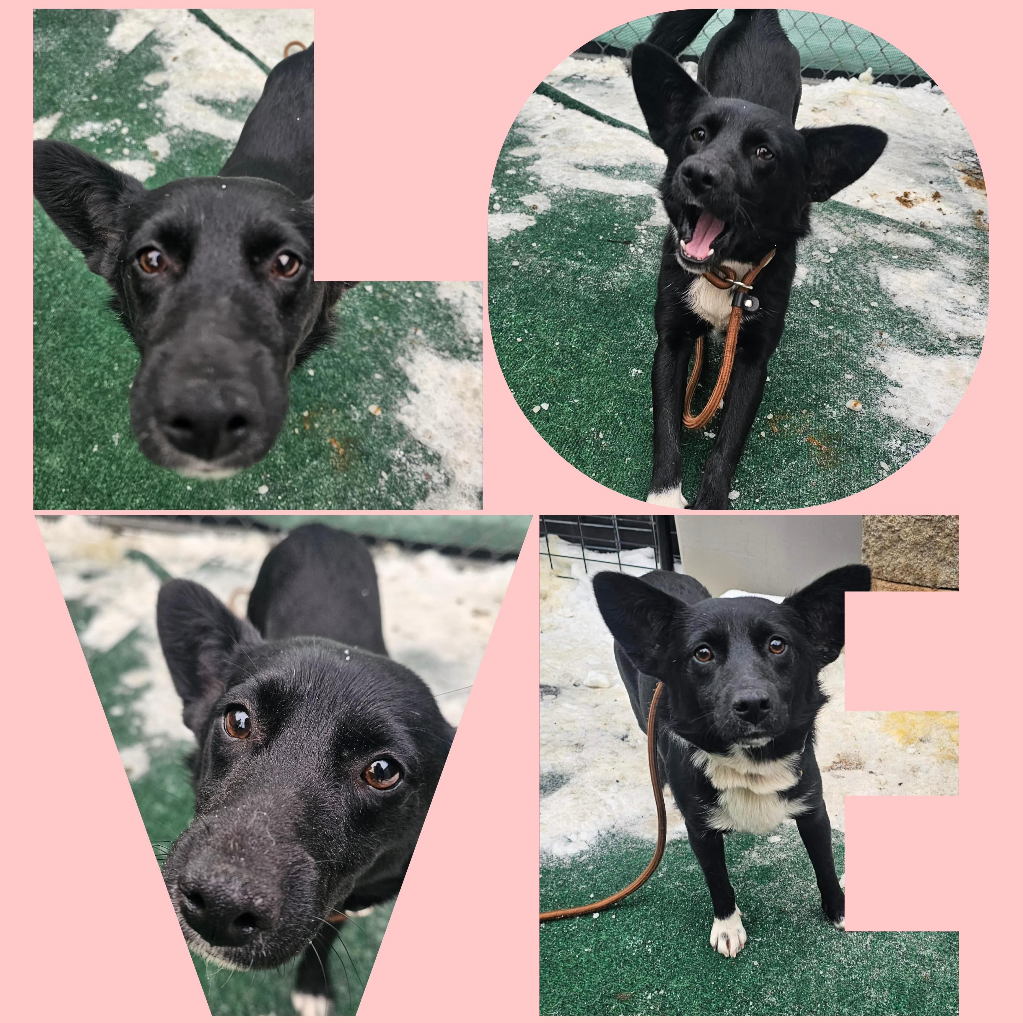 Black Betty , a ADOPTABLE mixed breed in Plainfield, IL image 2/3