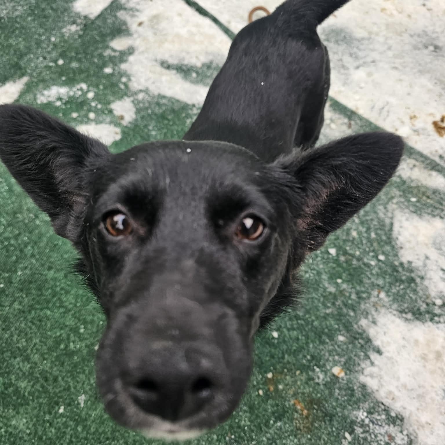 Black Betty , a ADOPTABLE mixed breed in Plainfield, IL image 1/3