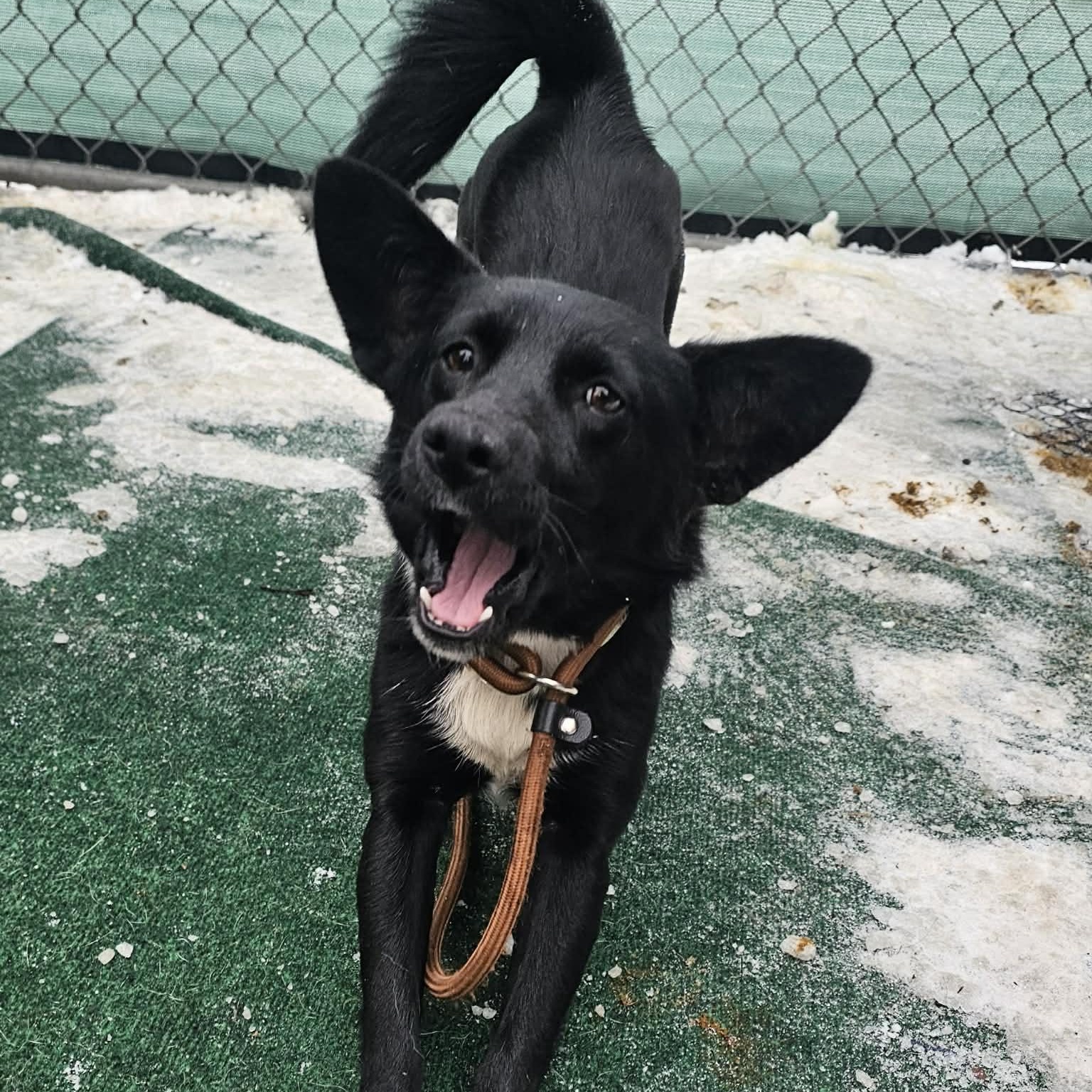 Black Betty , a ADOPTABLE mixed breed in Plainfield, IL image 3/3
