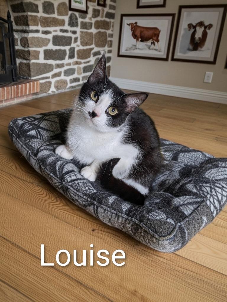 Louise, Adoptable, Adult Female Domestic Short Hair.