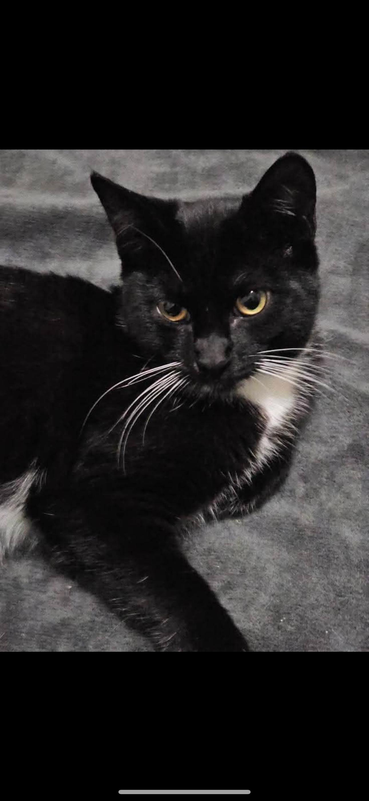 Enlarge Meadow, a Adoptable Tuxedo in Sacramento, CA image 1/1