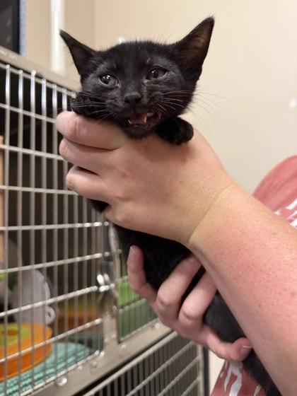 Scarab, ADOPTABLE, Kitten Male Domestic Short Hair.