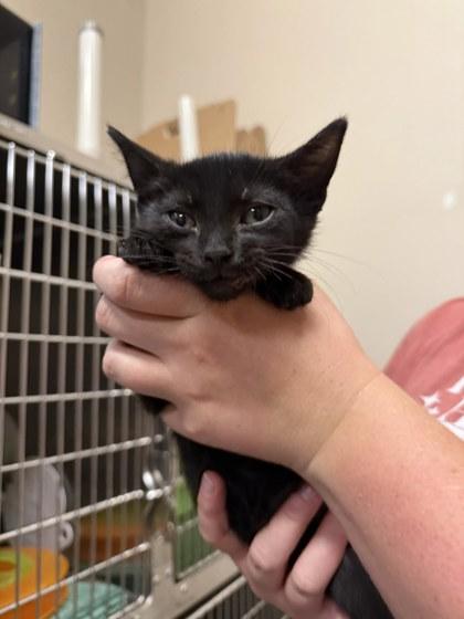 Enlarge Scarab, a ADOPTABLE Domestic Short Hair in Missoula, MT image 2/2