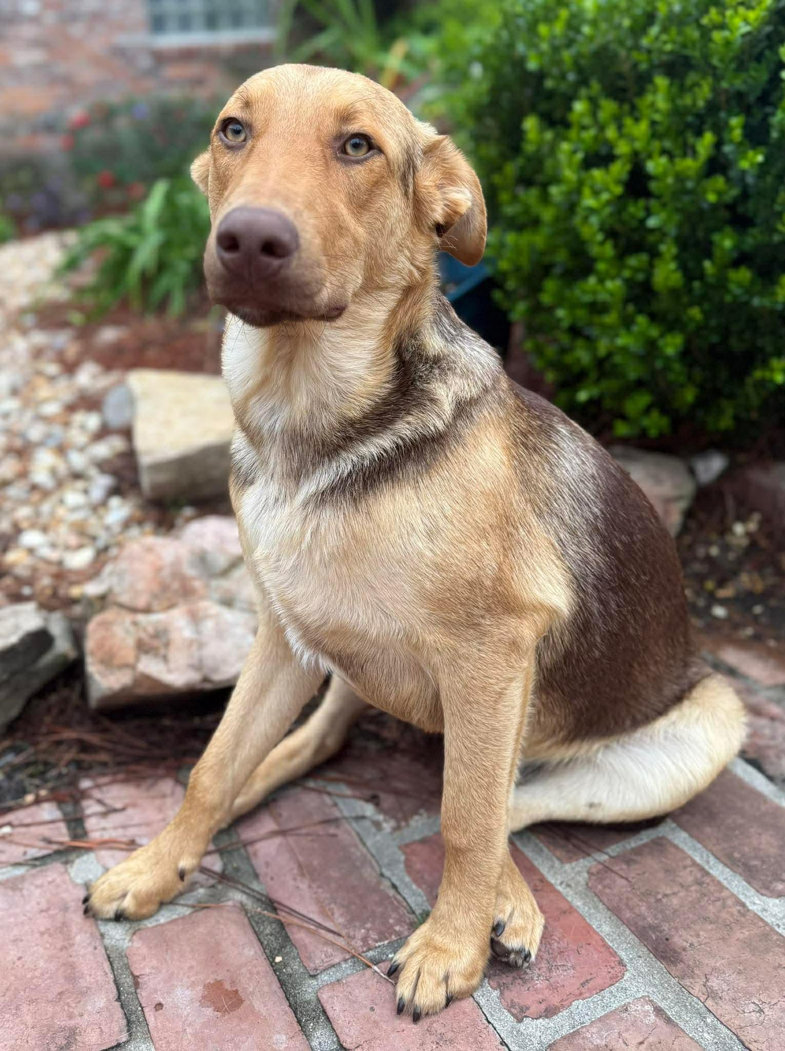 Enlarge Maverick, an adopted mixed breed in Walker, LA image 2/6