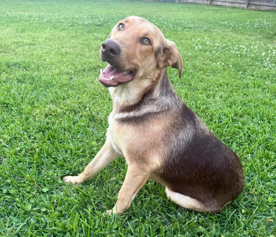 Enlarge Maverick, an adopted mixed breed in Walker, LA image 6/6