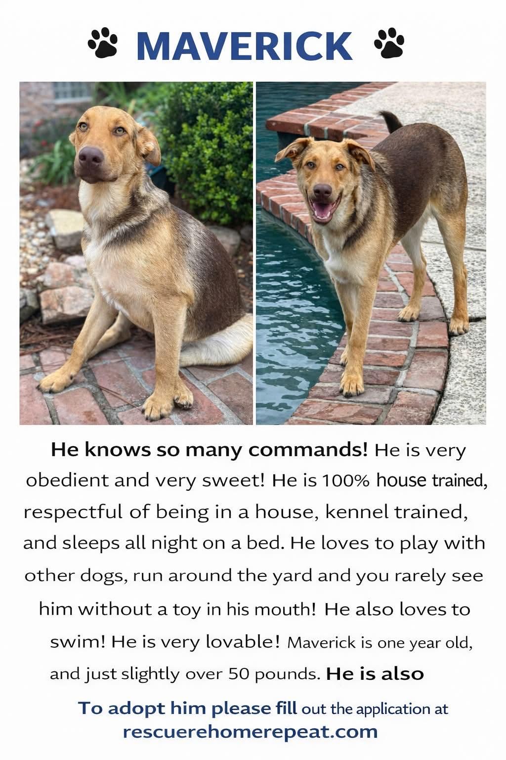 Maverick, adopted, Young Male Shepherd.