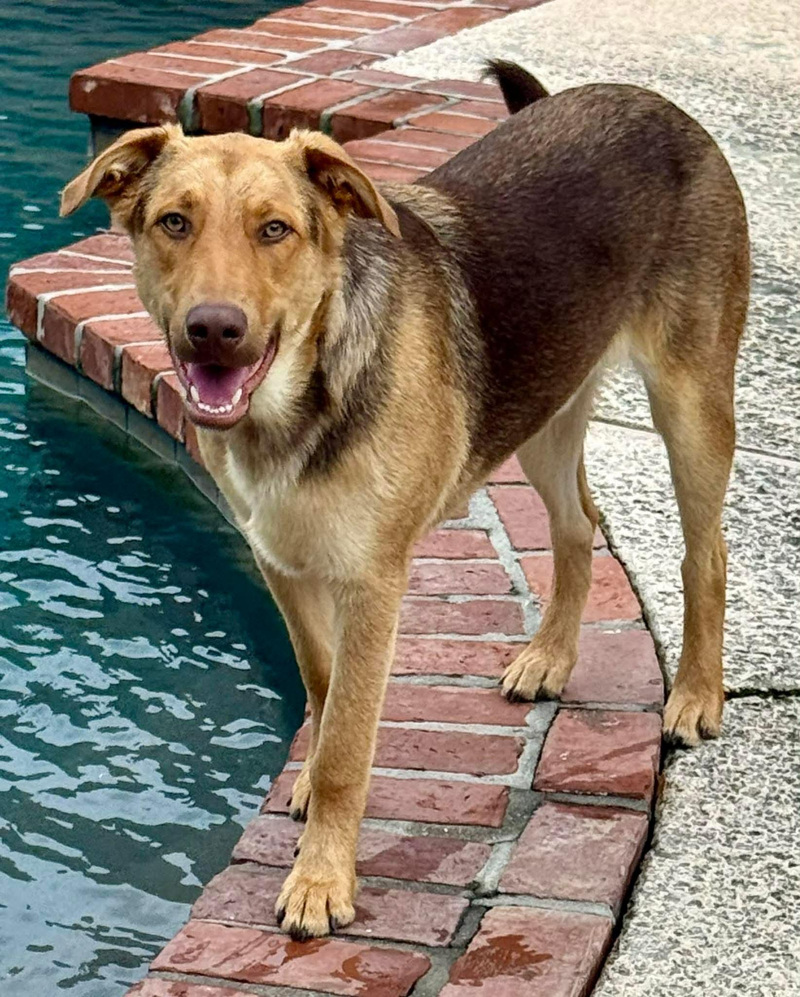 Enlarge Maverick, an adopted mixed breed in Walker, LA image 5/6