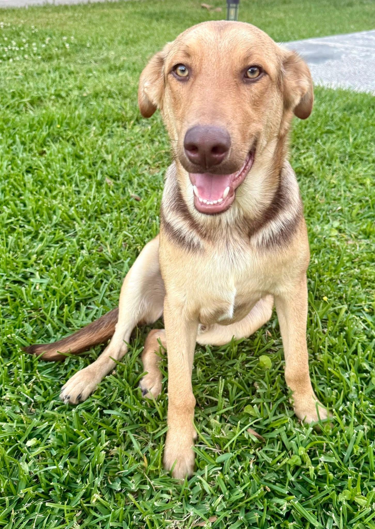 Enlarge Maverick, an adopted mixed breed in Walker, LA image 3/6