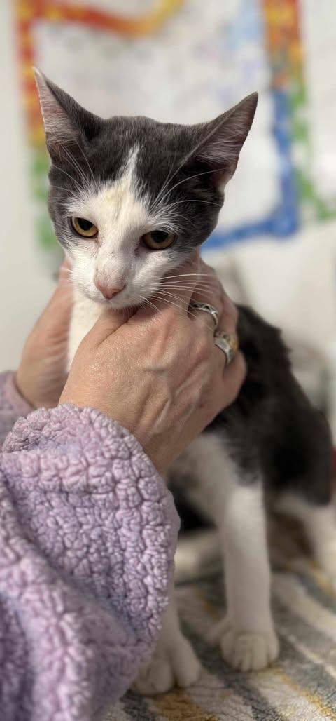 Enlarge Cahutta, an adoptable Domestic Short Hair in Claremont, NH image 1/1