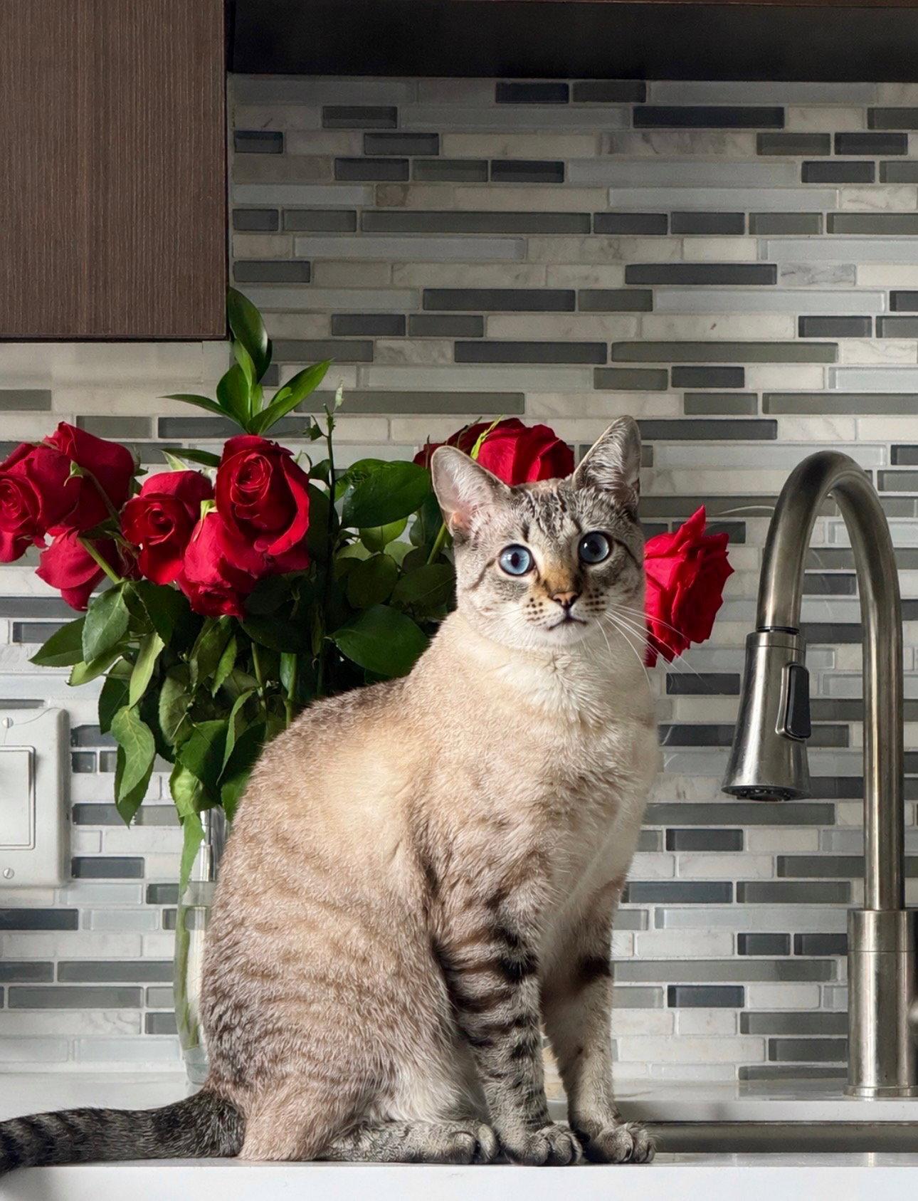 Paisley, Adoptable, Adult Female Siamese.