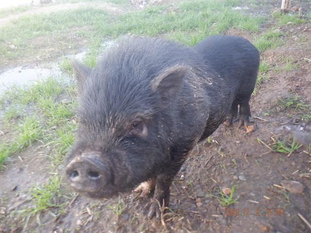 MR.PICKLES, Adoptable, Young Male Pig.