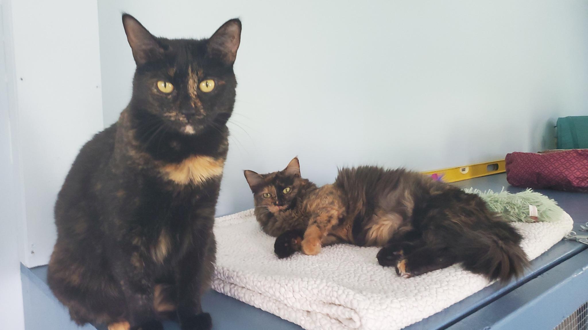 Charlotte & Chantel - good in a quiet home, a Adoptable Tortoiseshell in Macomb, MI image 3/4