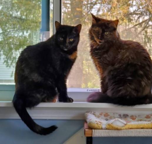 Charlotte & Chantel - good in a quiet home, Adoptable, Adult Female Tortoiseshell.