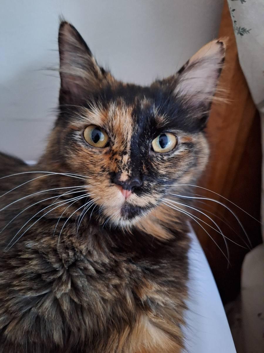 Charlotte & Chantel - good in a quiet home, a Adoptable Tortoiseshell in Macomb, MI image 4/4