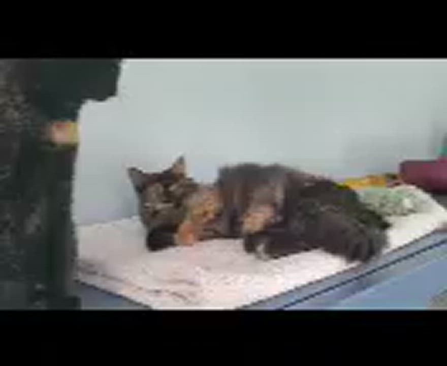 Enlarge Charlotte & Chantel - good in a quiet home, a Adoptable Tortoiseshell in Macomb, MI video 2/4