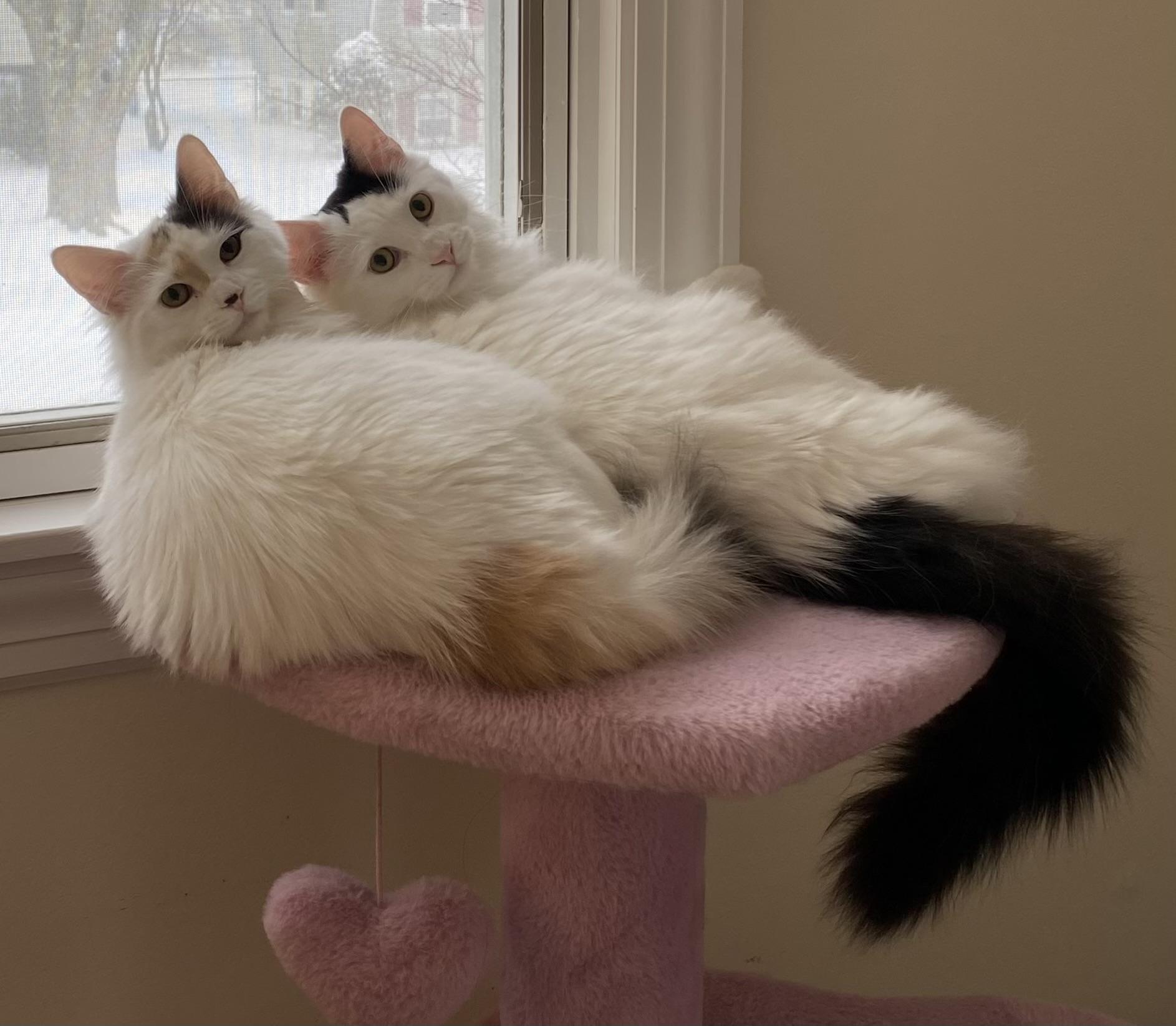 Chocolate CHIP and Vanilla BEAN, a Adoptable mixed breed in Allentown, NJ image 1/5