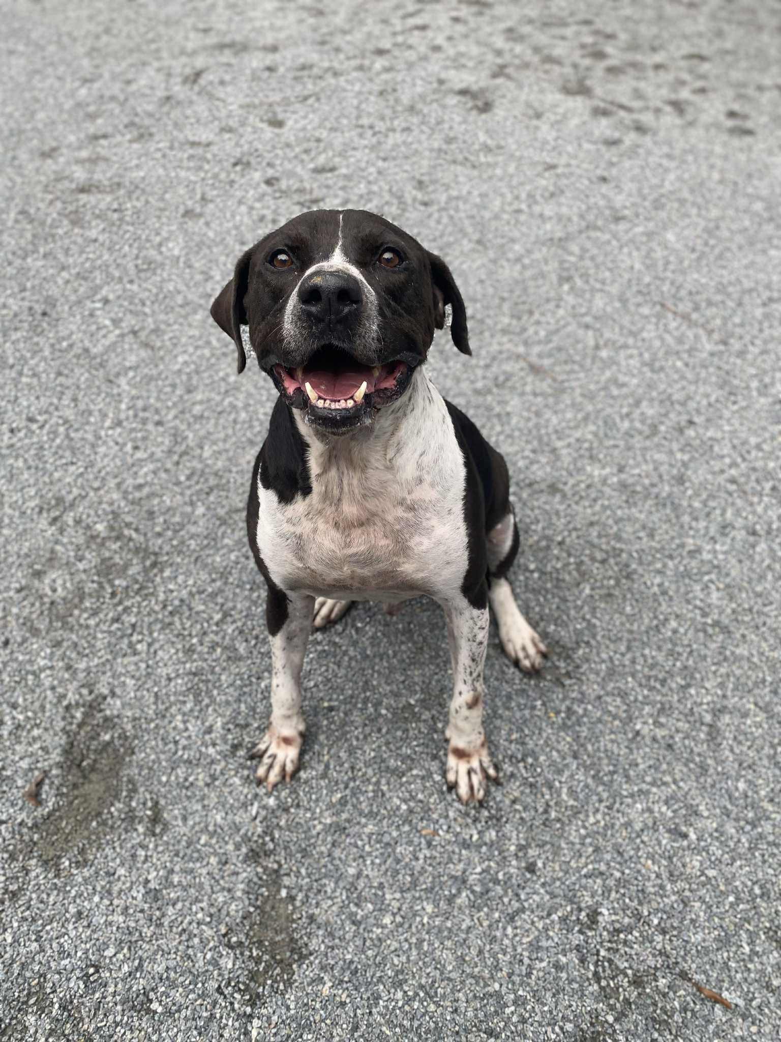 Gus, Adoptable, Adult Male German Shorthaired Pointer & Pit Bull Terrier.