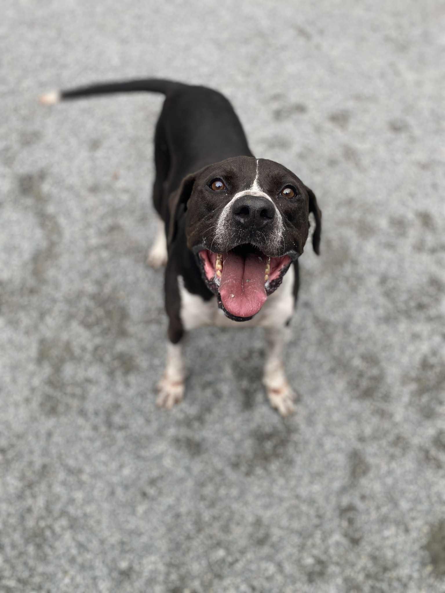 Gus, a Adoptable mixed breed in Emporia, VA image 2/5