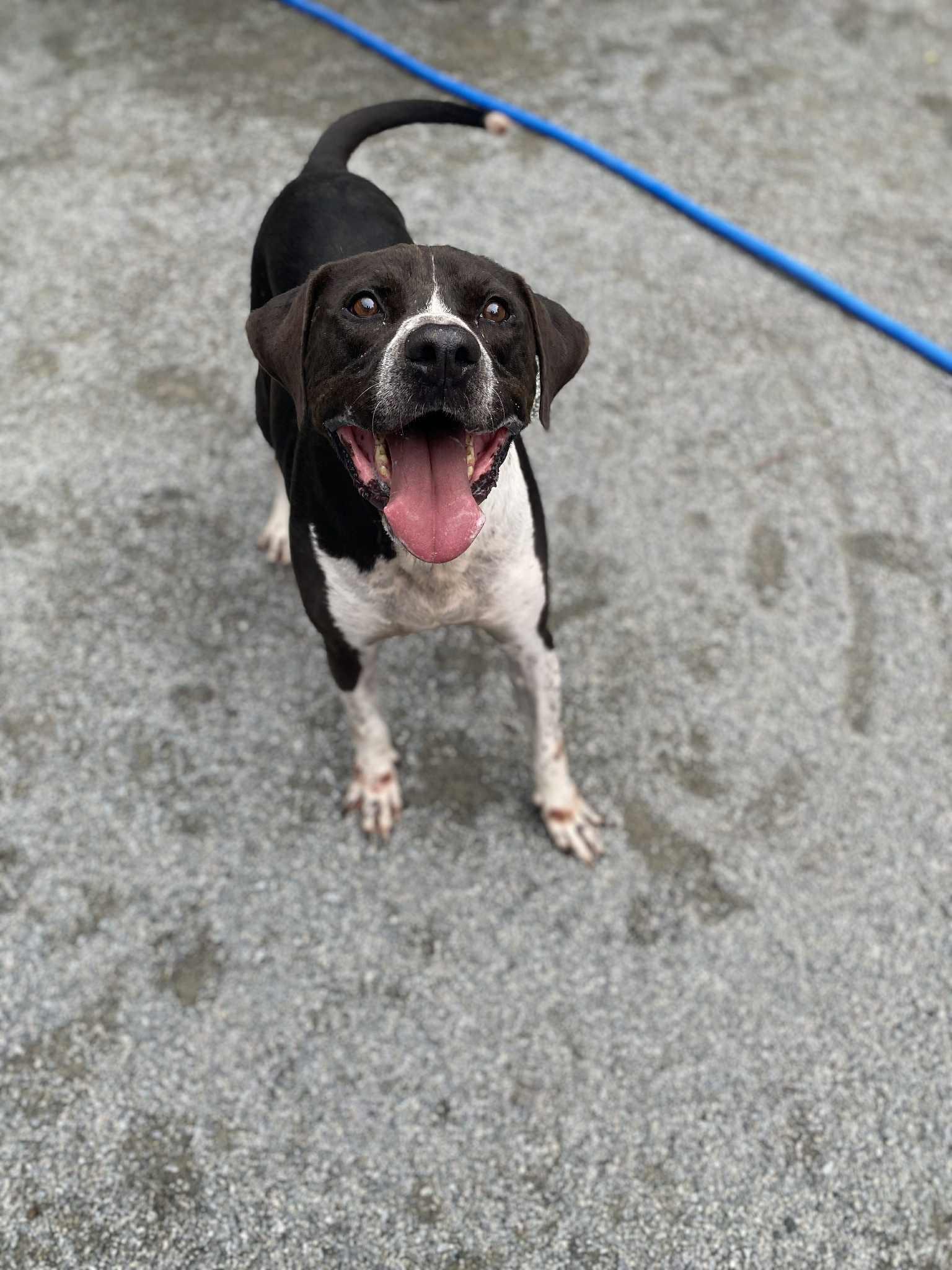 Gus, a Adoptable mixed breed in Emporia, VA image 3/5