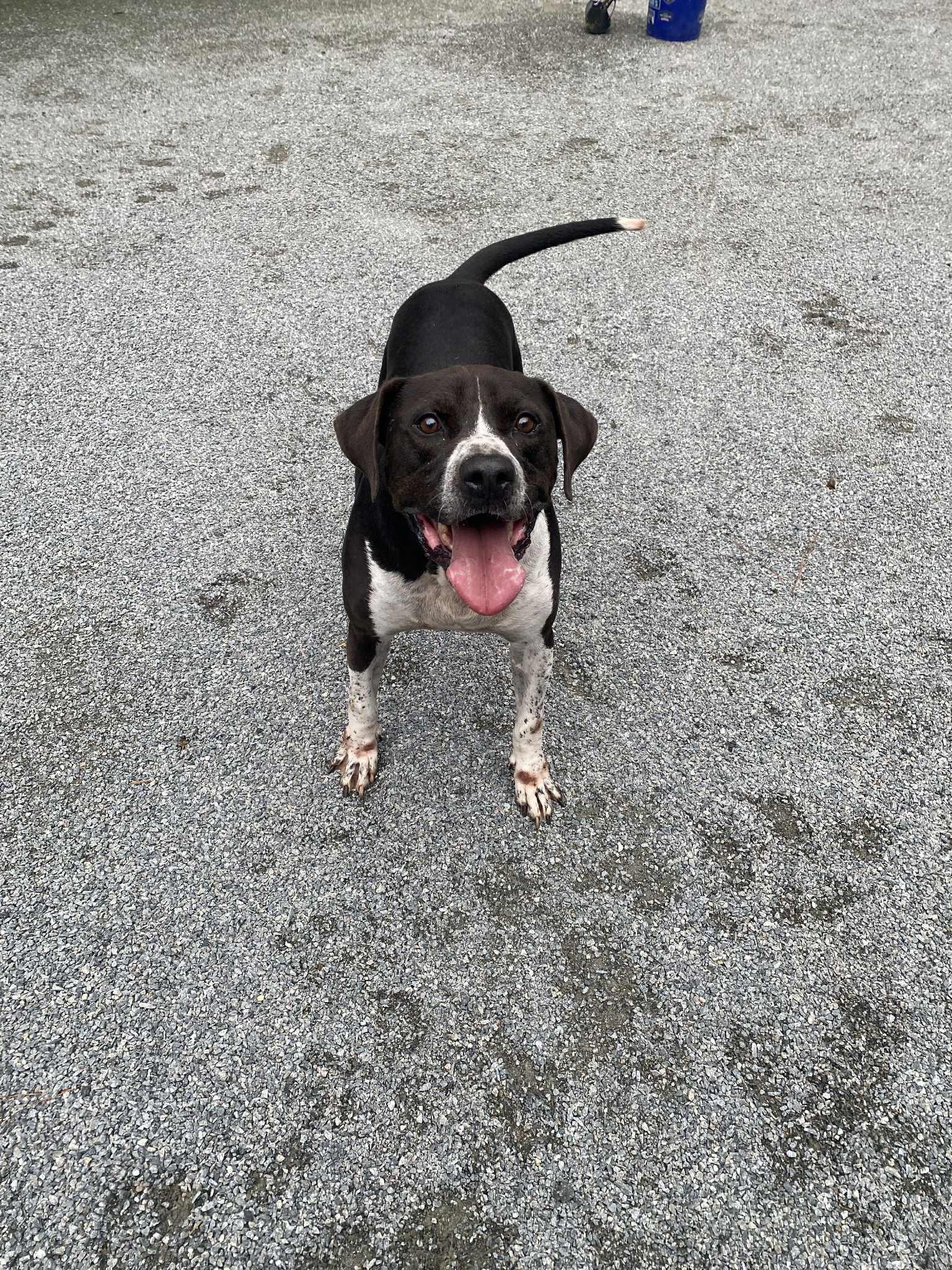 Gus, a Adoptable mixed breed in Emporia, VA image 5/5