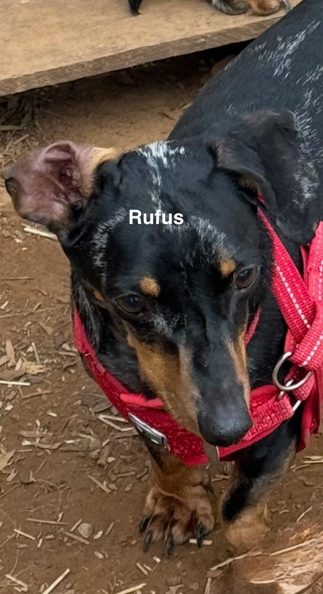 Rufus and Hoss, an adopted Dachshund in Paris, TX image 4/4
