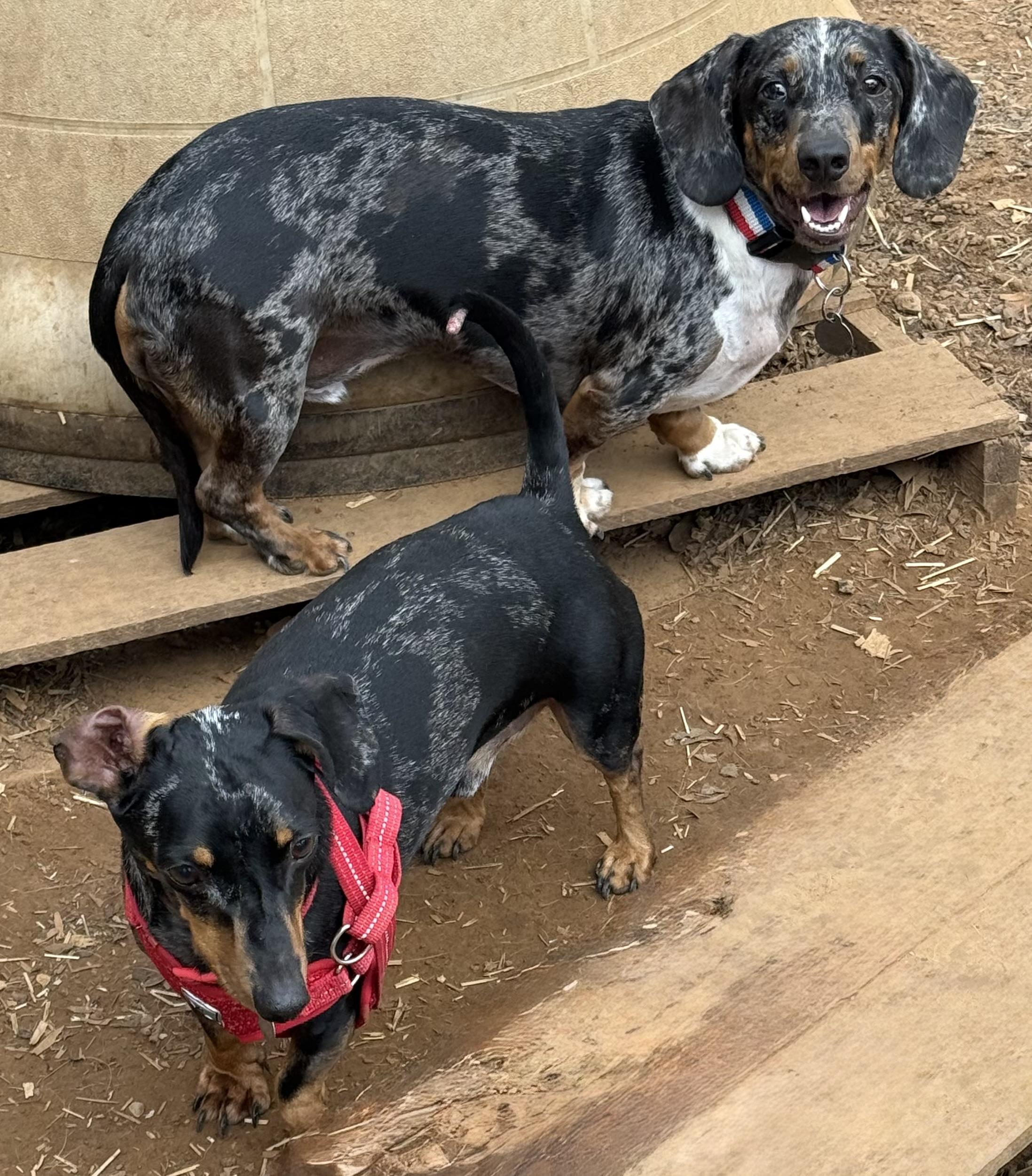Rufus and Hoss, an adopted Dachshund in Paris, TX image 1/4