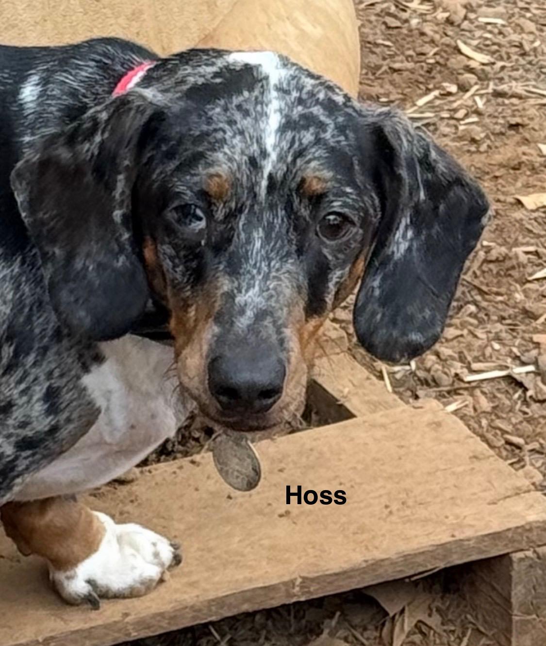 Rufus and Hoss, an adopted Dachshund in Paris, TX image 3/4