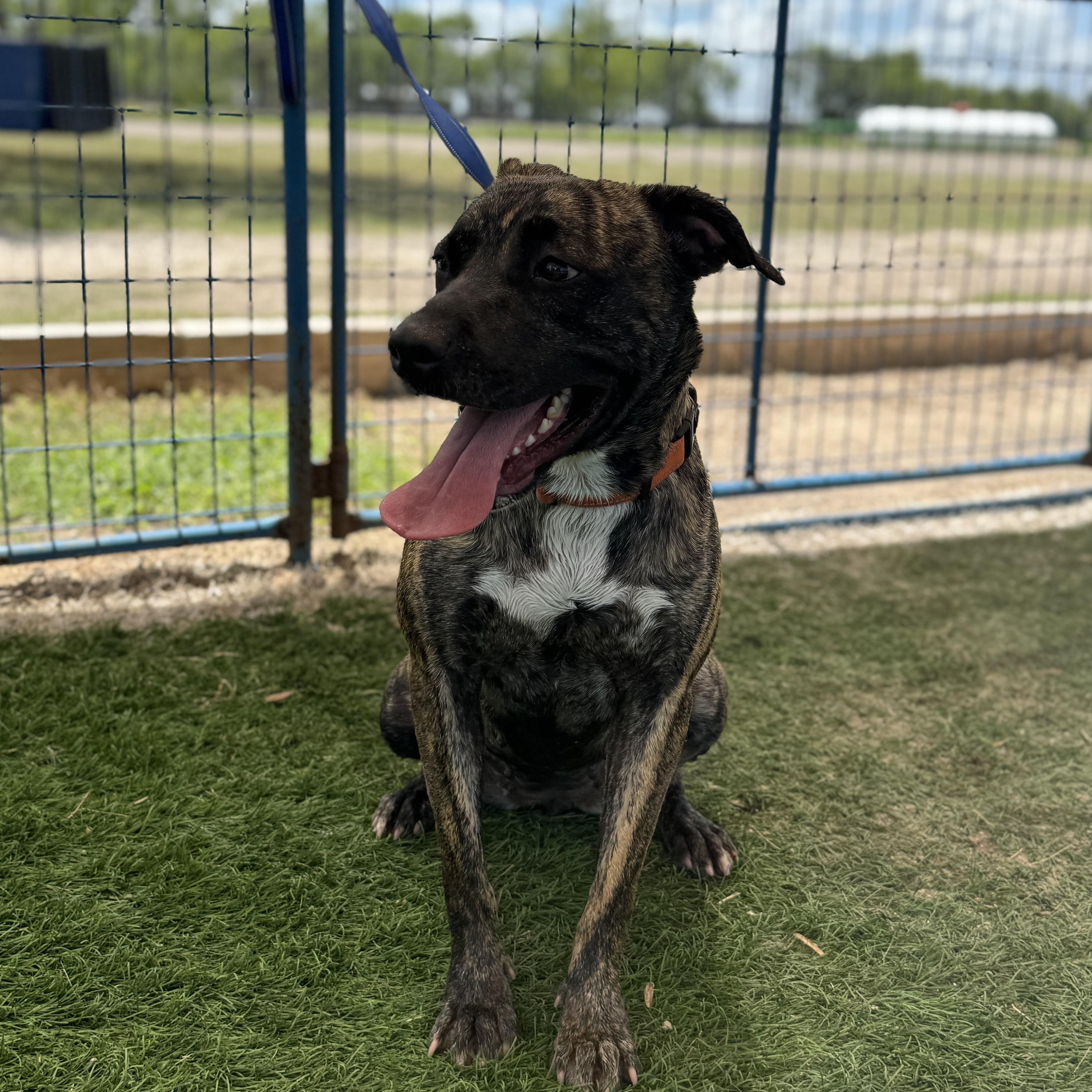 Enlarge Zoe, a Adoptable mixed breed in Kenedy, TX image 4/4