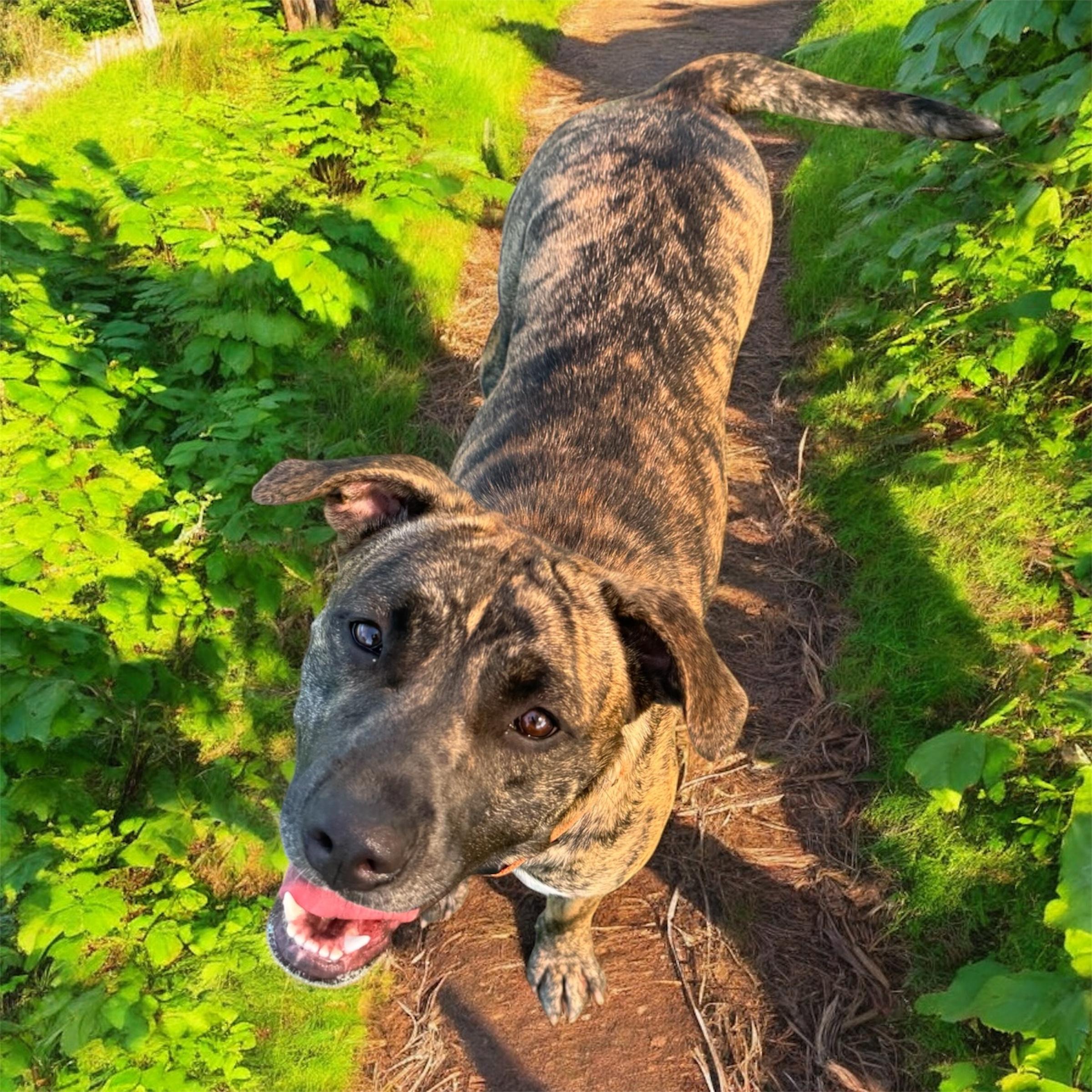 Enlarge Zoe, a Adoptable mixed breed in Kenedy, TX image 2/4