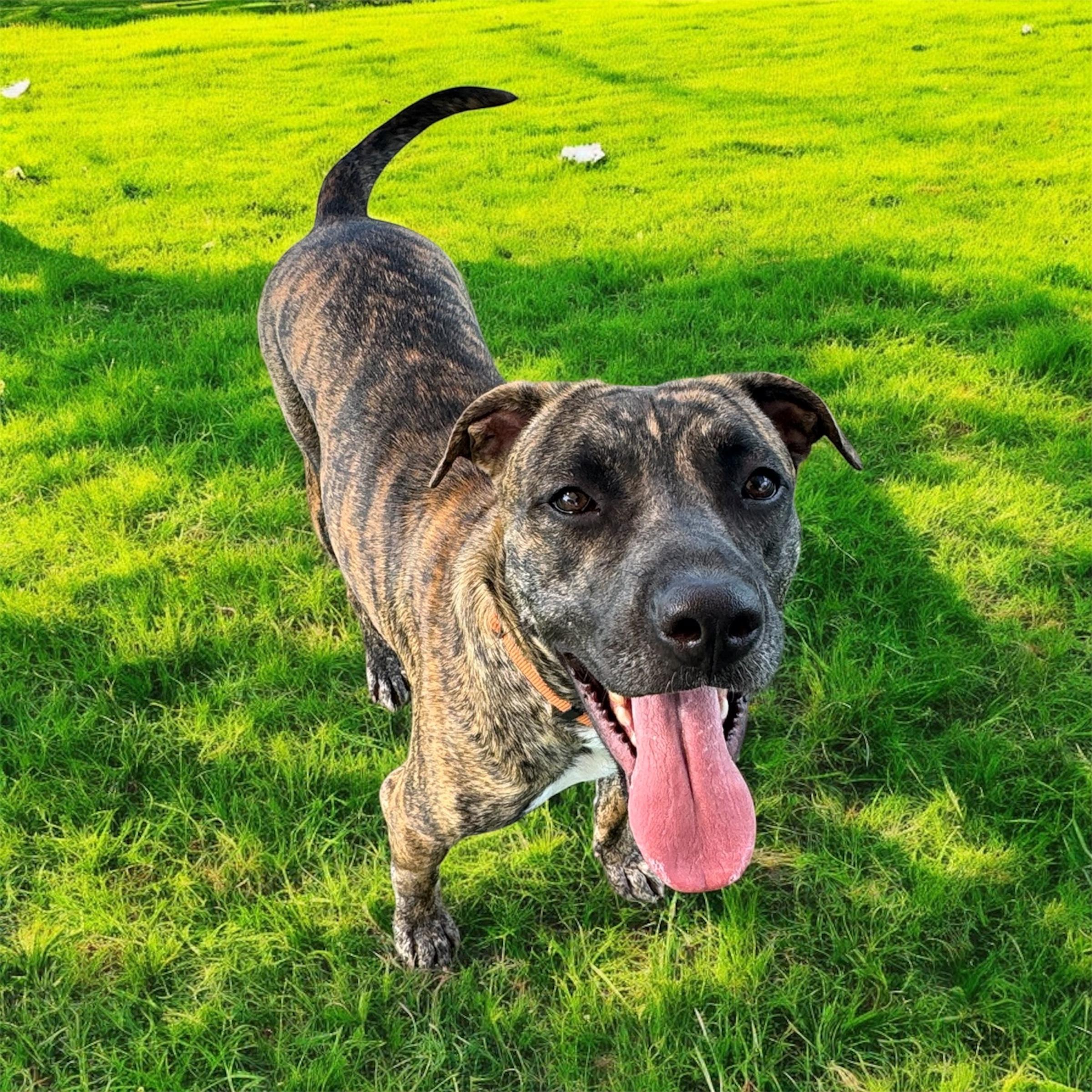 Enlarge Zoe, a Adoptable mixed breed in Kenedy, TX image 1/4