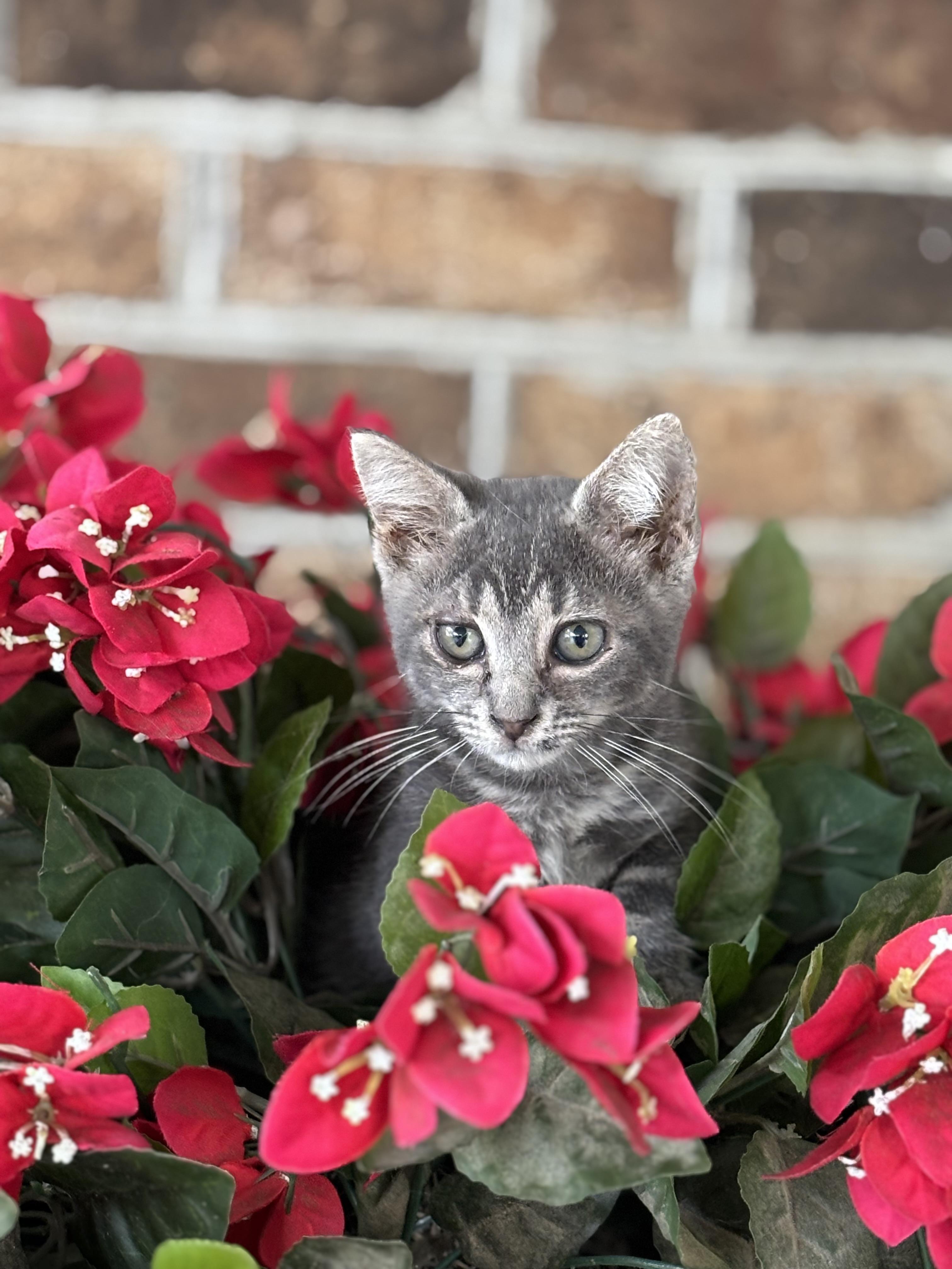 Enlarge Barney, a Adoptable Domestic Short Hair in Hemingway, SC image 2/2