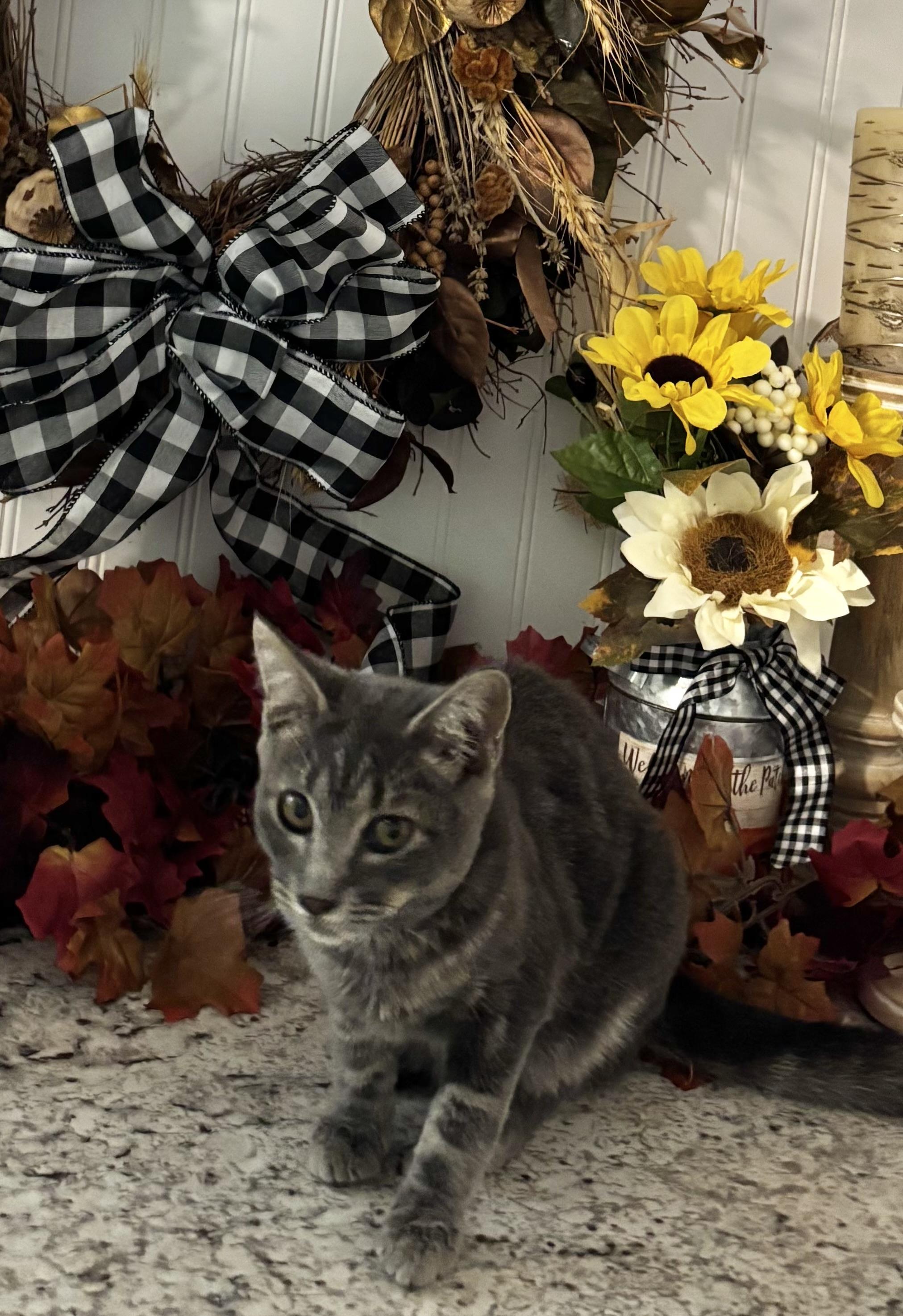 Enlarge Barney, a Adoptable Domestic Short Hair in Hemingway, SC image 1/1