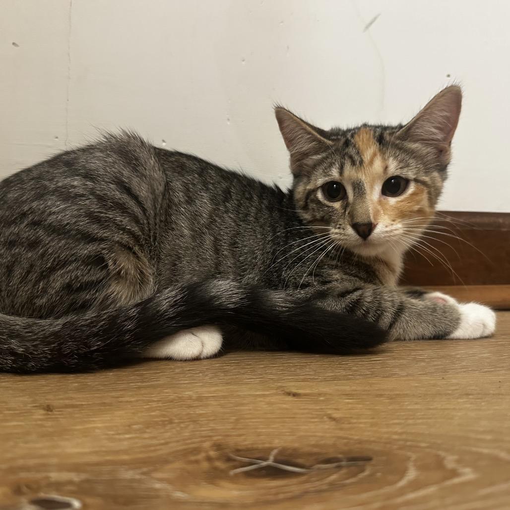 Enlarge Chameral Bacardi GHA1_3, a Adoptable Domestic Short Hair in Columbia, MO image 2/4