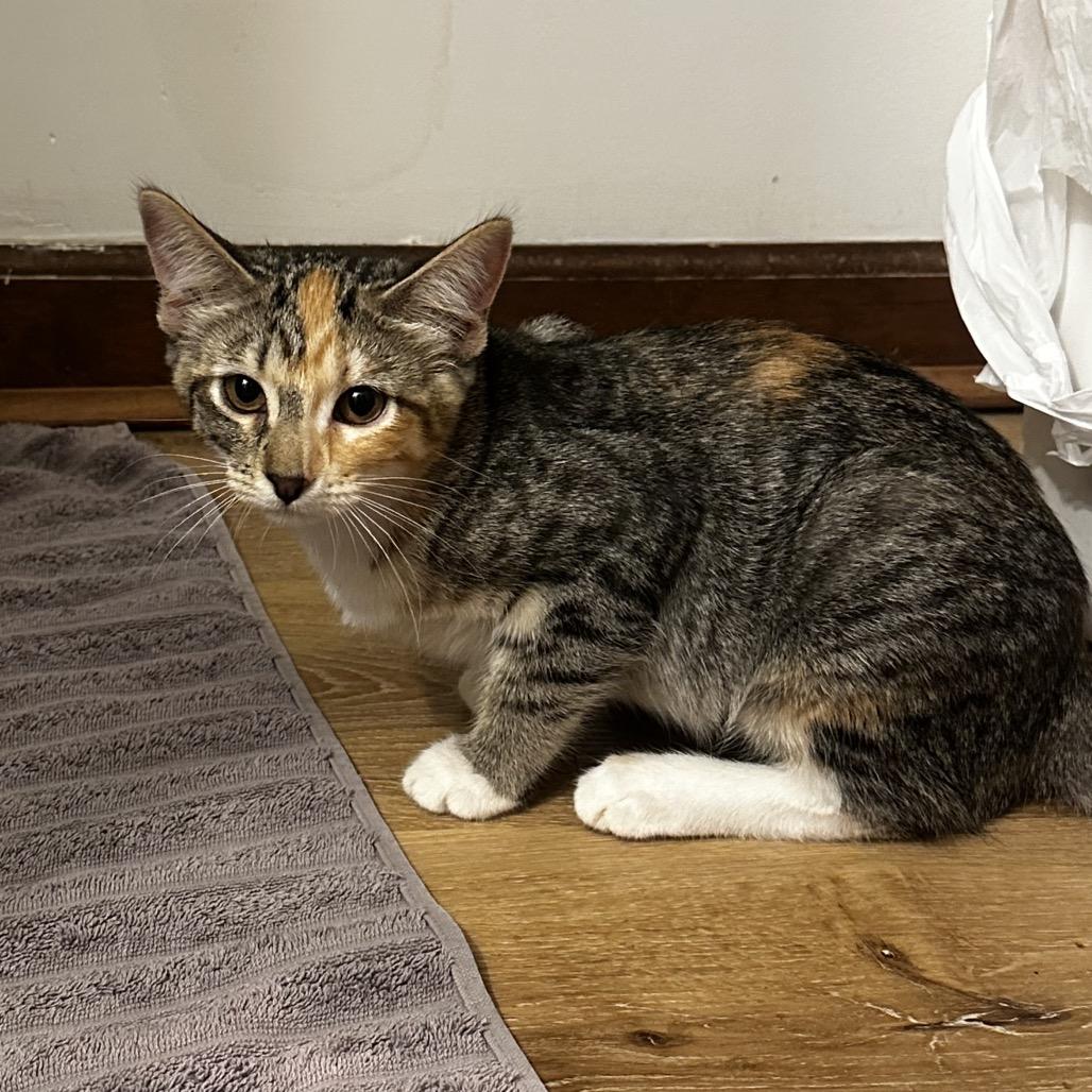 Enlarge Chameral Bacardi GHA1_3, a Adoptable Domestic Short Hair in Columbia, MO image 3/4