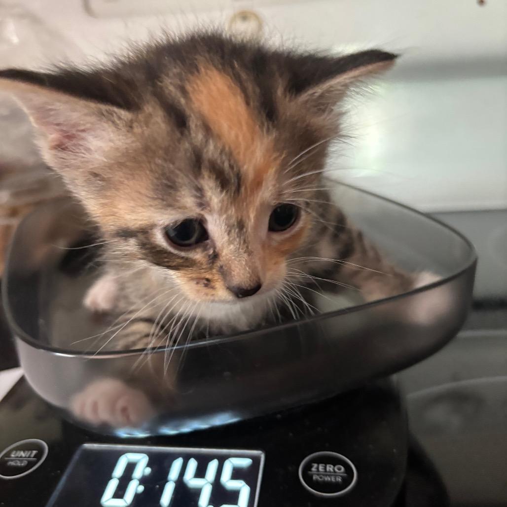 Enlarge Chameral Bacardi GHA1_3, a Adoptable Domestic Short Hair in Columbia, MO image 4/4
