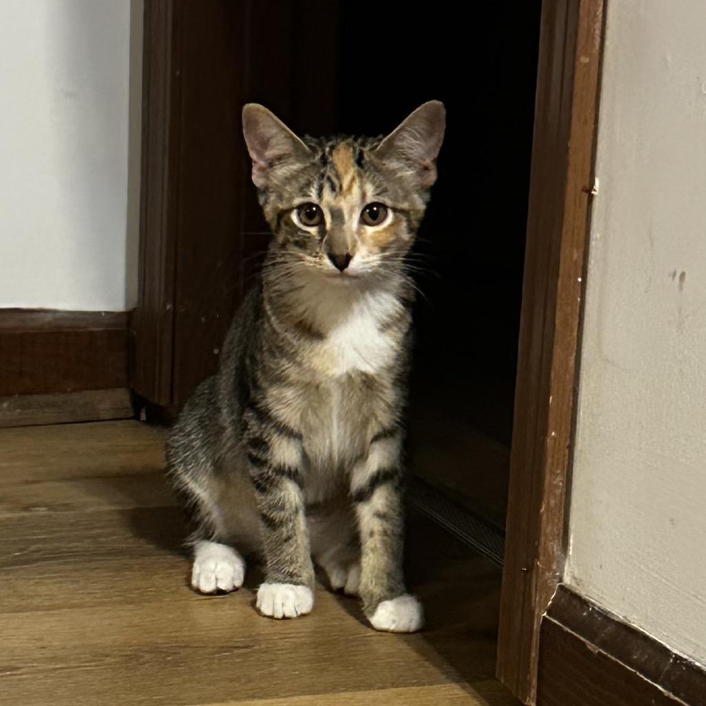 Chameral Bacardi GHA1_3, Adoptable, Young Female Domestic Short Hair.