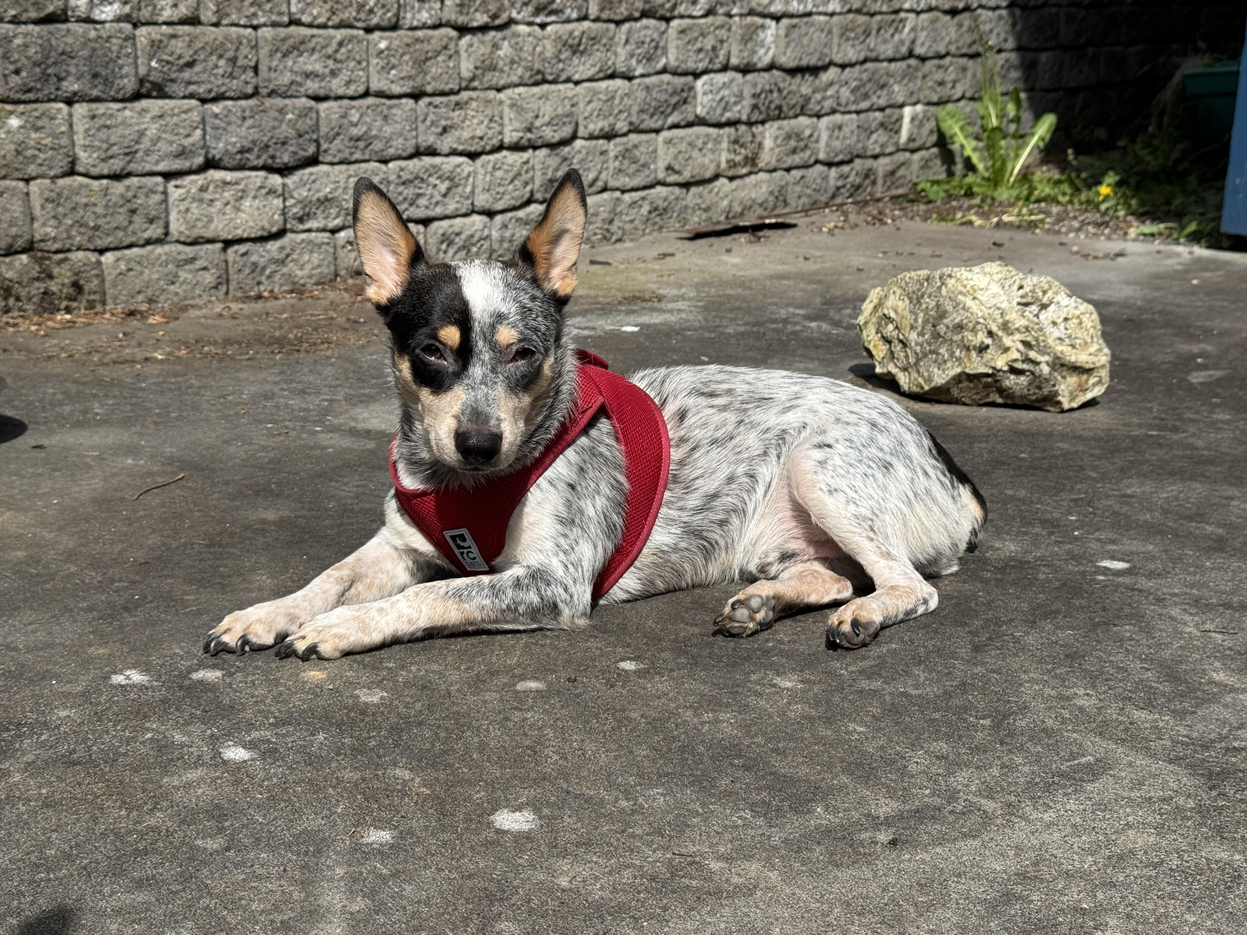 Oliver , an adopted Australian Cattle Dog / Blue Heeler in Seattle, WA image 4/8