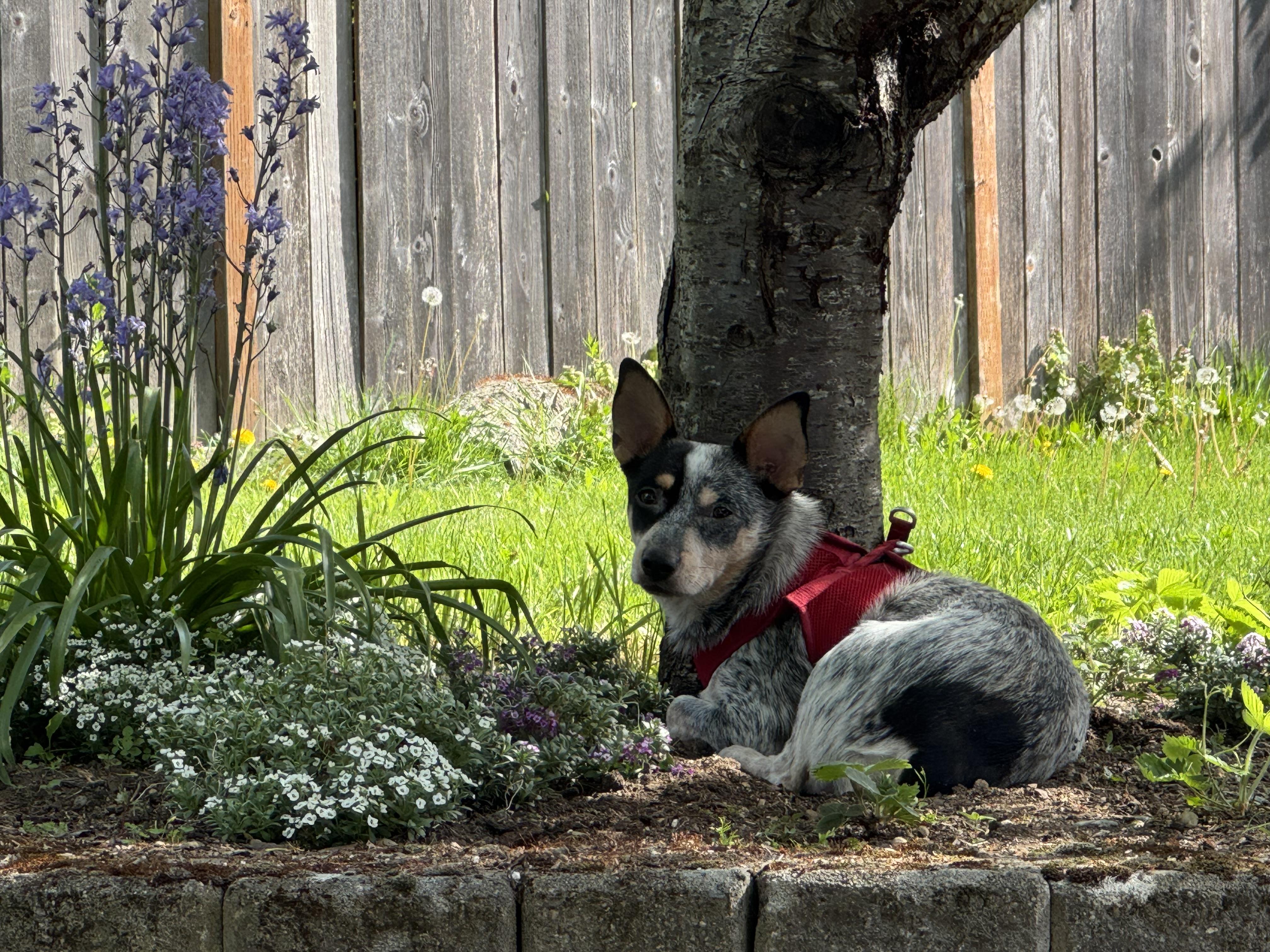 Oliver , adopted, Young Male Australian Cattle Dog / Blue Heeler.