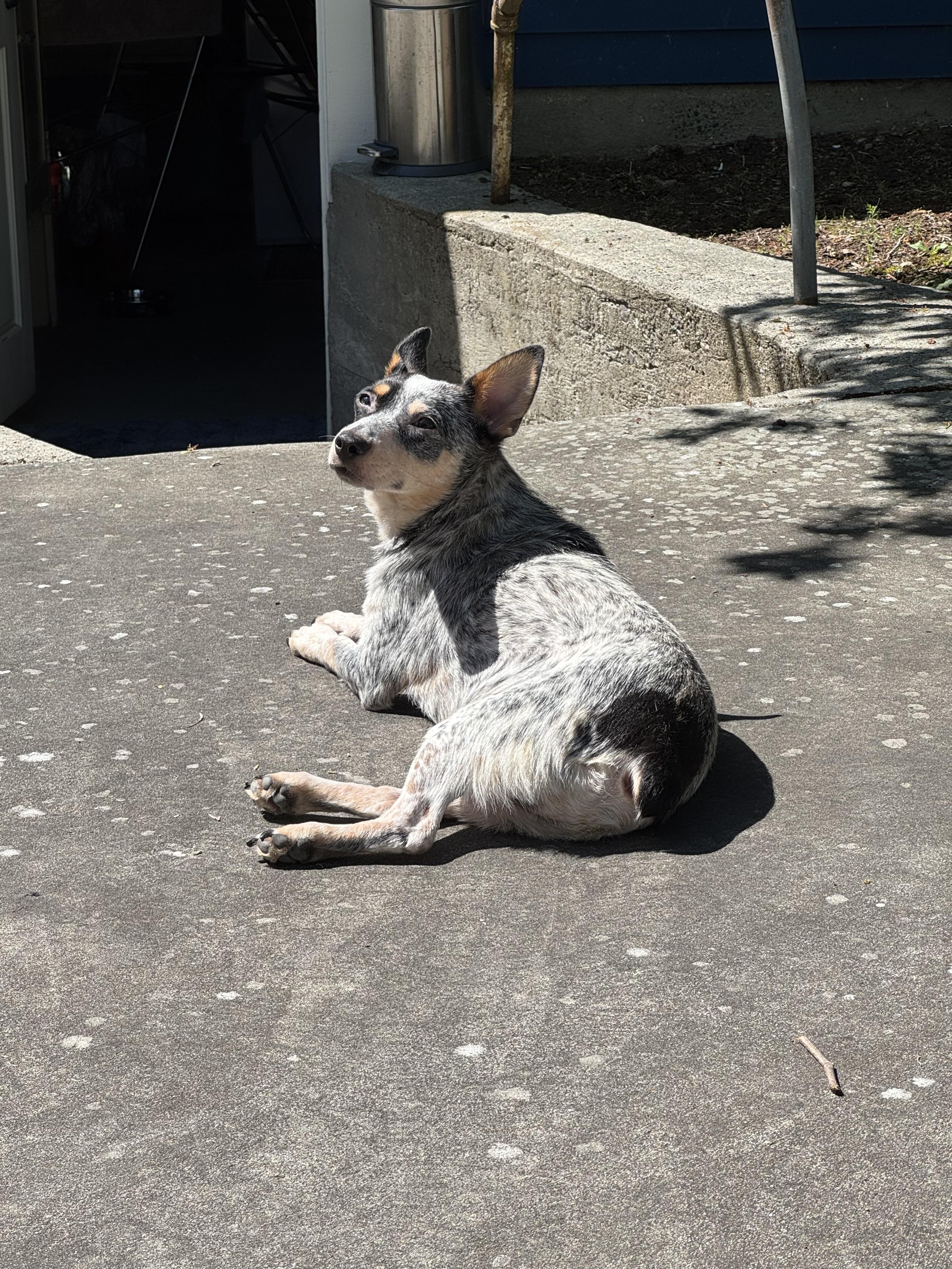 Oliver , an adopted Australian Cattle Dog / Blue Heeler in Seattle, WA image 5/8