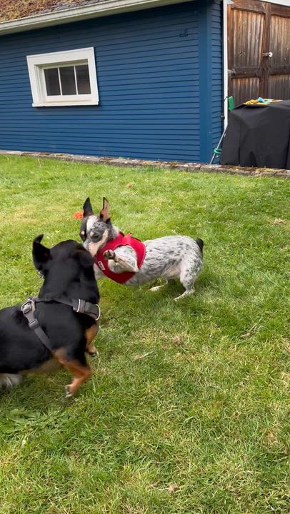 Enlarge Oliver , an adopted Australian Cattle Dog / Blue Heeler in Seattle, WA video 2/8