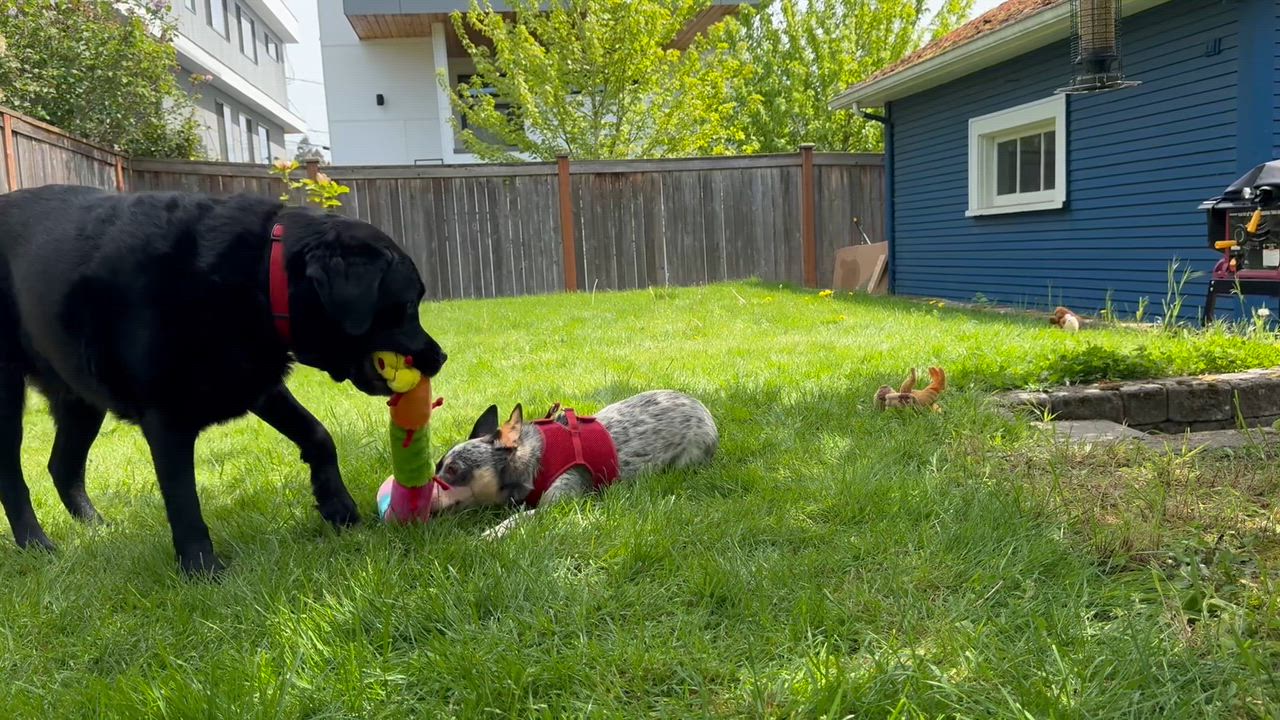Enlarge Oliver , an adopted Australian Cattle Dog / Blue Heeler in Seattle, WA video 7/8