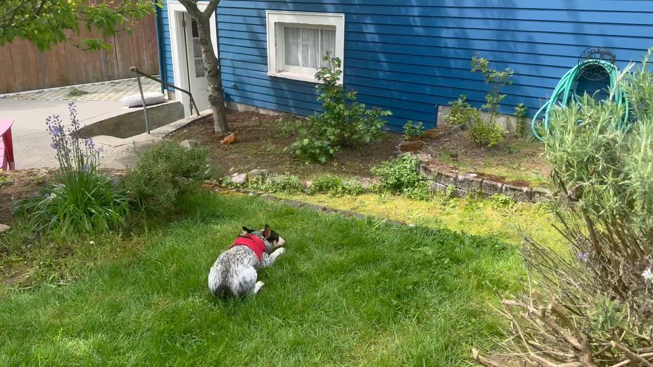 Enlarge Oliver , an adopted Australian Cattle Dog / Blue Heeler in Seattle, WA video 6/8