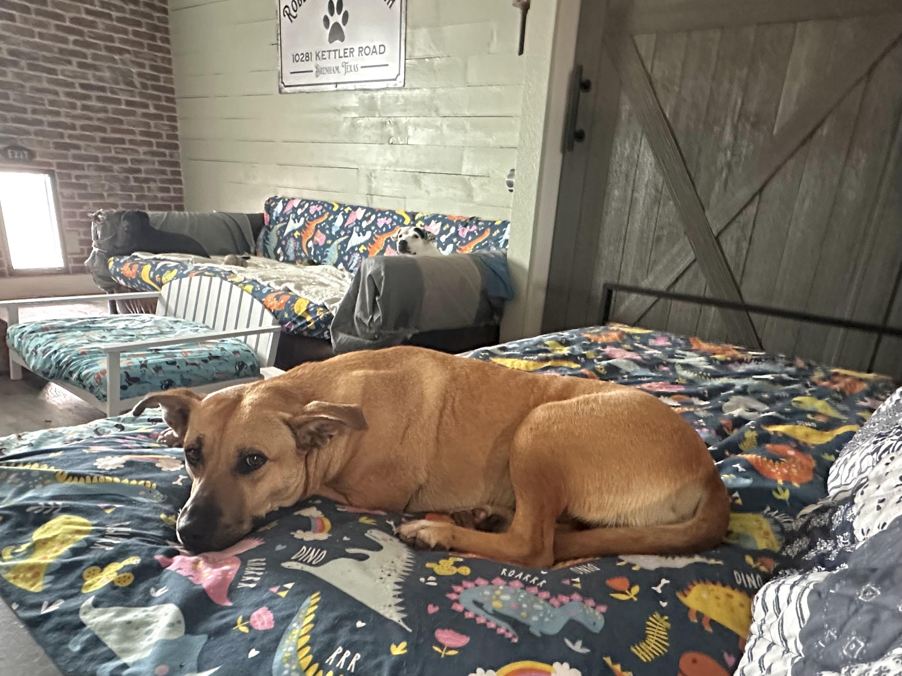 Alice, Adopted, Young Female Rhodesian Ridgeback.